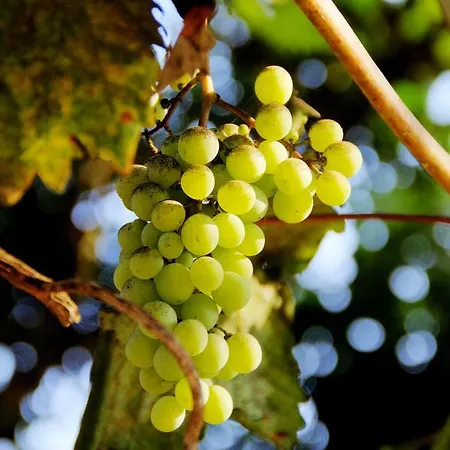 Sestochilometro 4* 산카탈도