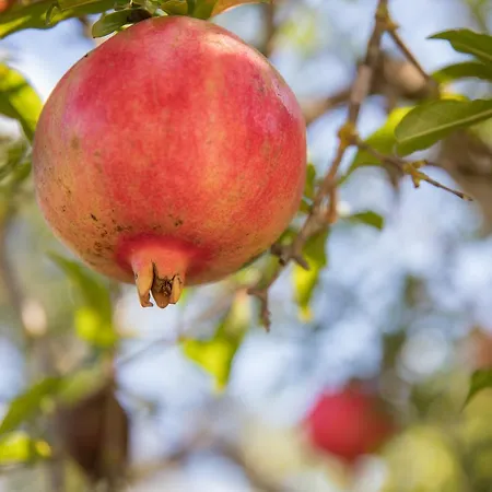 Sestochilometro 산카탈도